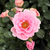 Ružičasta - Floribunda ruže - Baby Blanket®
